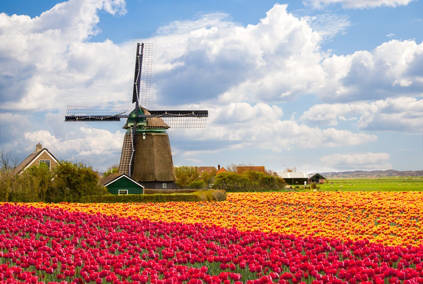 Moulin à vent et champ de tulipes. moulin a vent, champ de tulipes