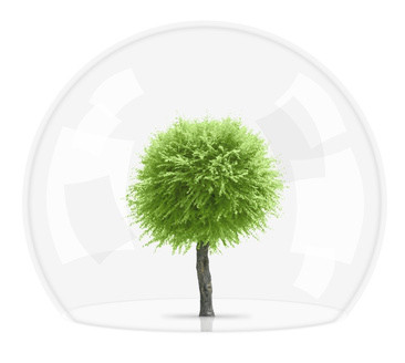 Arbre sous une cloche en verre arbre cloche en verre