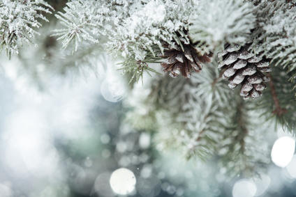 Branches de sapin enneigées sapin neige pomme de pin hiver