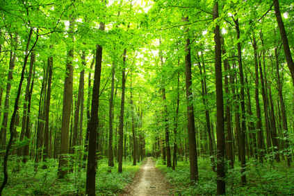 sentier forêt nature developpement durable