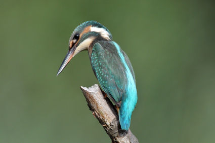 oiseau martin pecheur