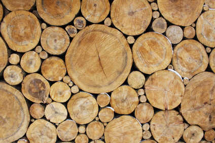 buches de bois