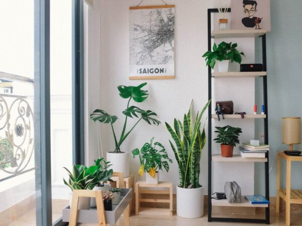 interieur sain avec plantes